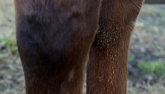 Tips for tackling bot flies on your horse