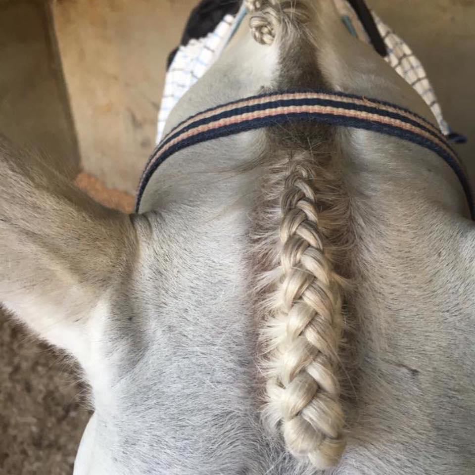 Horse Braiding - Hairy Pony